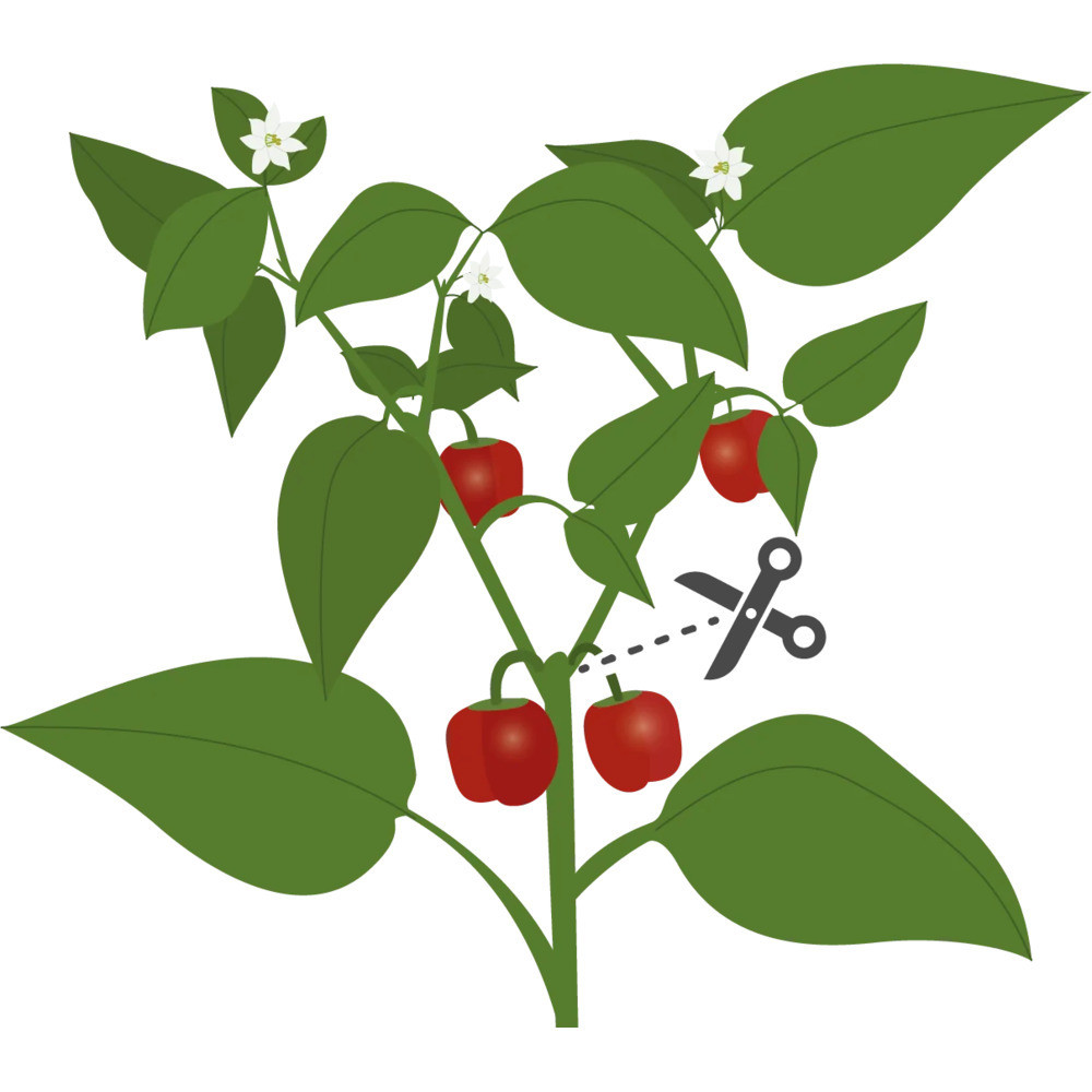 Sfaturi pentru cultivarea cu succes